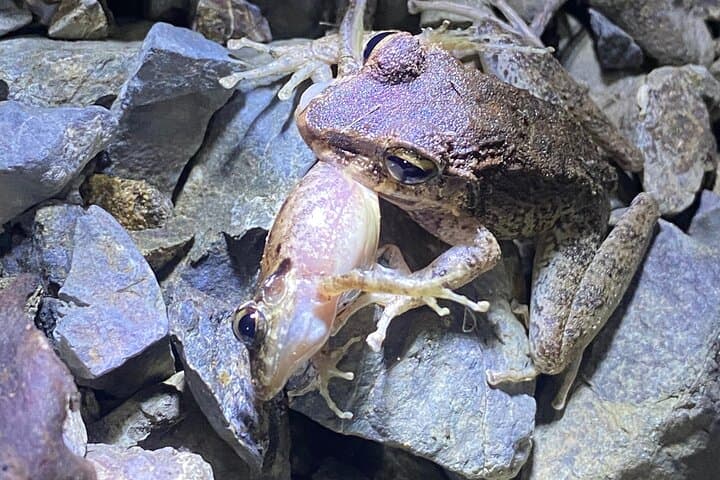 Canibalismo en ranas