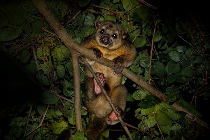Night Mangrove Safari Boat Tour with Dinner | Manuel Antonio