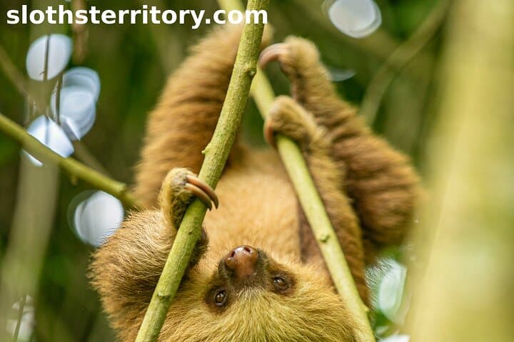 Sloths Watching Tour through Sloth's Territory