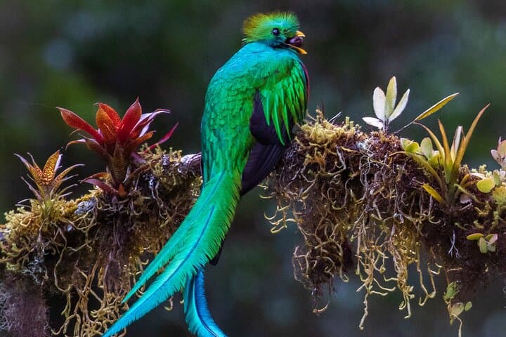 Activity for the Observation of Birds, Reptiles and Mammals