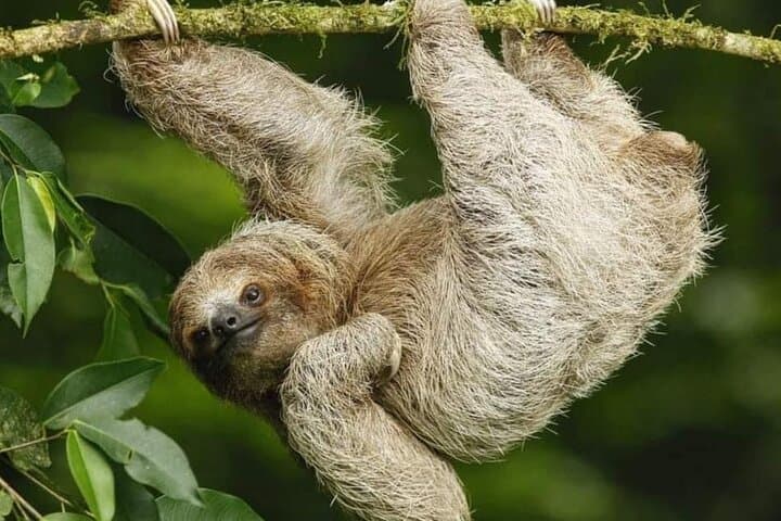 Sloth Lucy