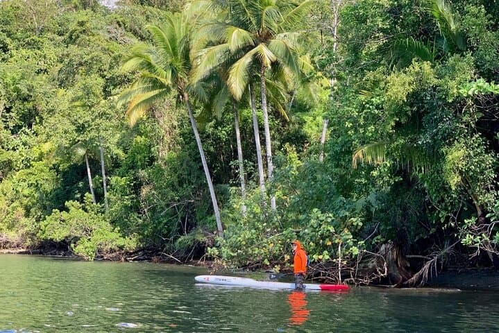 Mangrove Tour on Stand up Paddle or Kayak