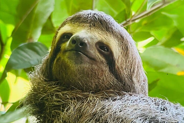 sloth
