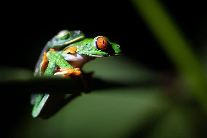 Frogs-Reptiles: Wildlife Private Night Tour In La Fortuna Arenal
