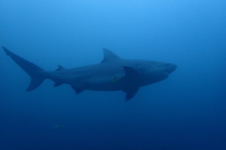 Bull shark
