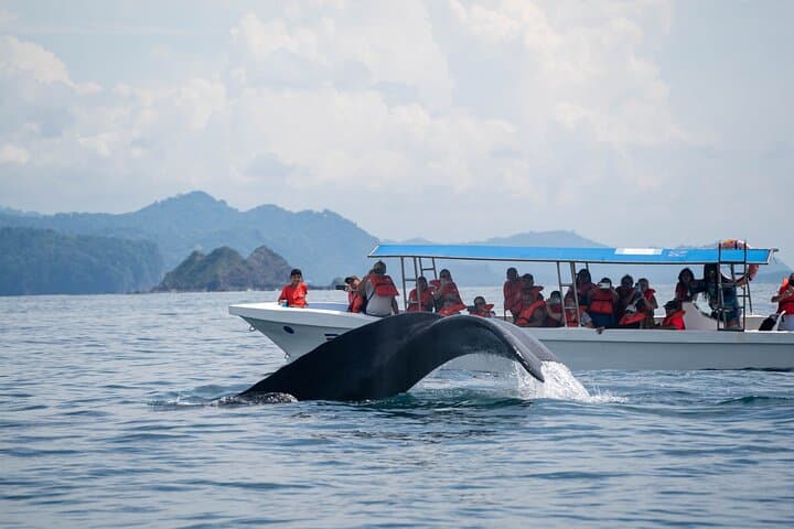 Whale Watching Guided Tour