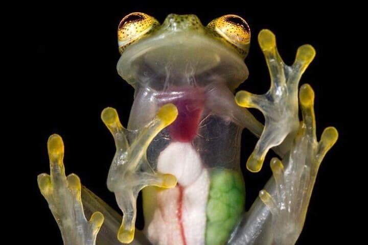Night Walk Tour guided - Biological Reserve