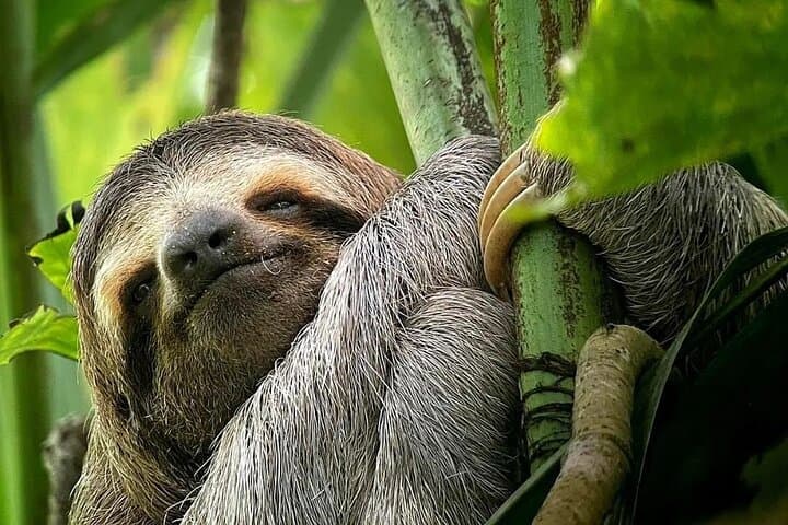one of the most beautiful mammals in manuel antonio