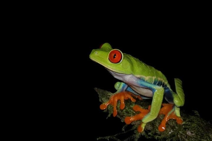 Private Nigth Walk Immerse In The Rainforest