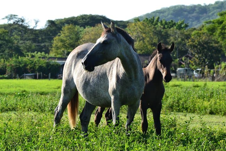 Horseback Riding from JW Marriott Costa Elena