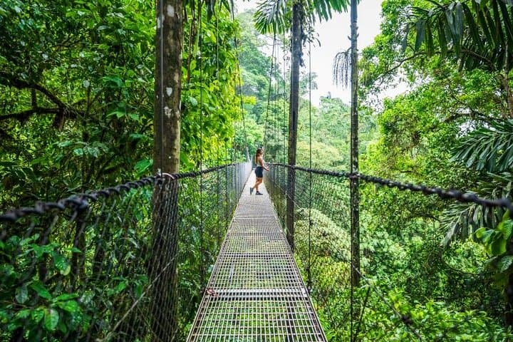 Rainforest