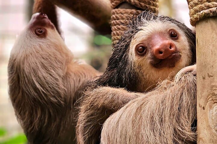 Manuel Antonio National Park : Guided tour with TICKET INCLUDED