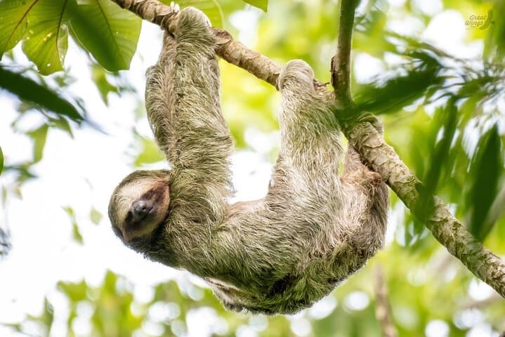 Arenal Sloth Quest