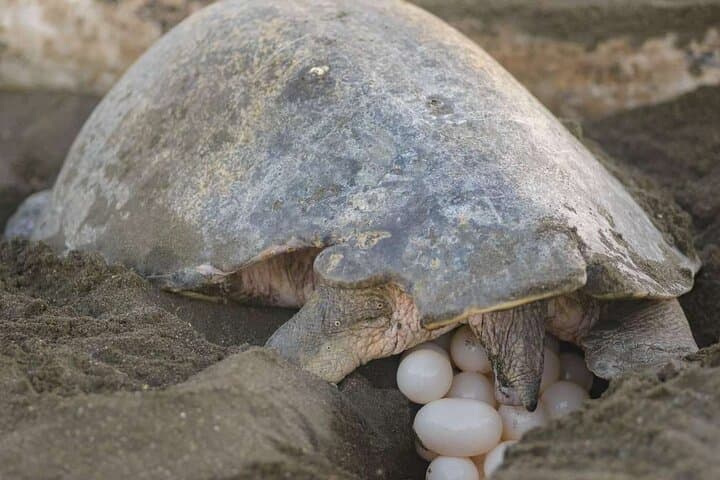 Nocturnal Turtles Watching near Tamarindo Dec to April season