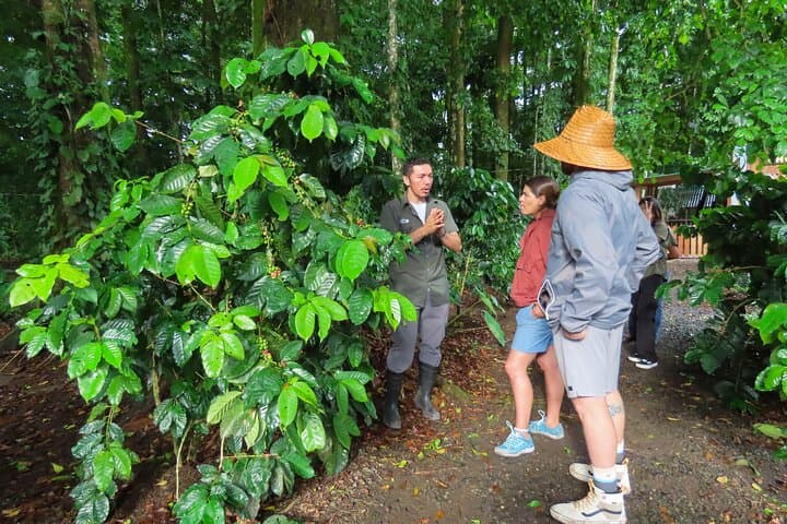 Sloths Observation and Coffee, Chocolate, Sugarcane Experience