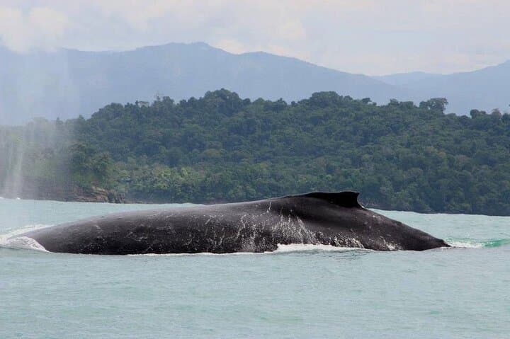 Snorkeling with whale and dolphin waching, Tour Manuel Antonio