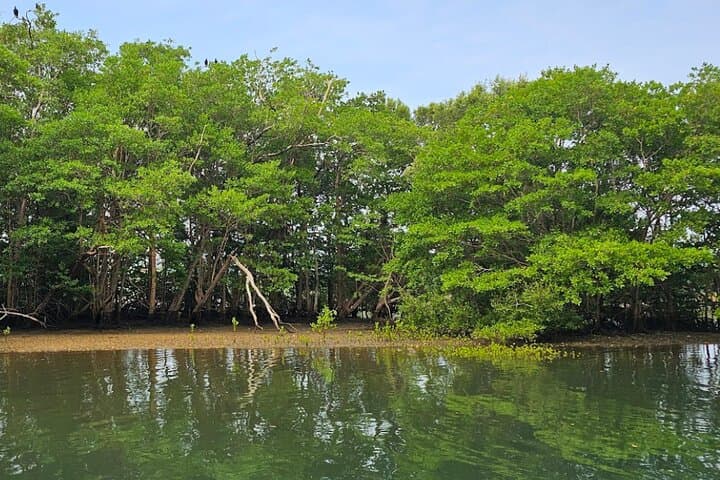 Mangrove Boat Tour with Typ. Lunch from JW Marriott Costa Elena