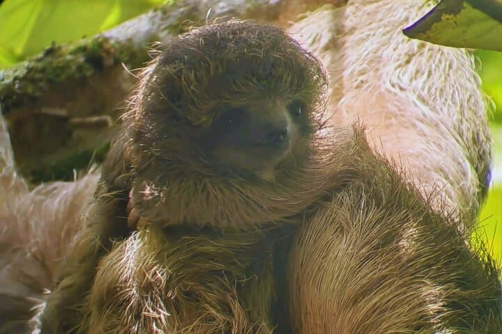 Adorable Sloth Encounter in the Rainforest