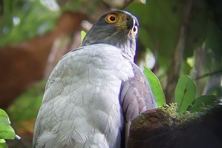 Intence birdwatching Monteverde