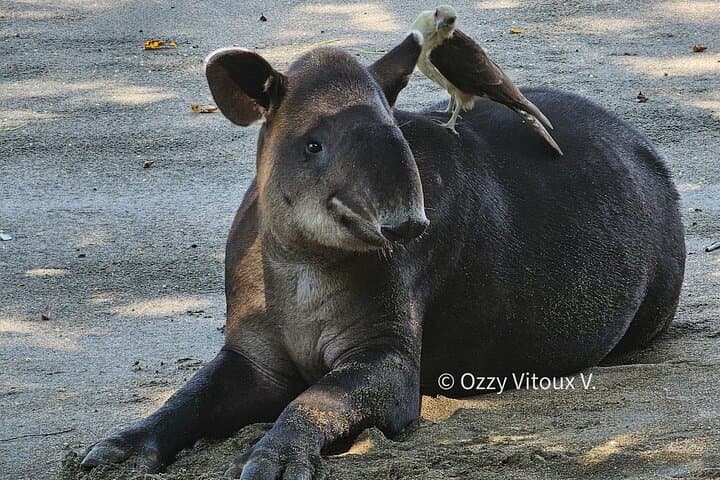 Tapir & Caracara Yellowhead
