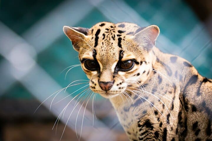 Wildlife & Waterways: Jaguar Rescue & Tortuguero Canals Tour