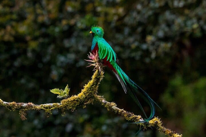 Resplendent Quetzal. 
Pharomachrus mocinno
