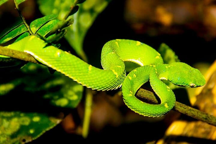Monteverde Night Walk Tour: the night life of the forest