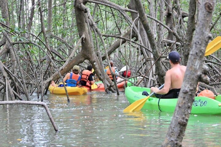Damas Island Mangrove Kayak Adventure