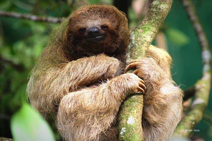 Wildlife Sloths hike - Cultural Chocolate-Coffee + waterfall swim