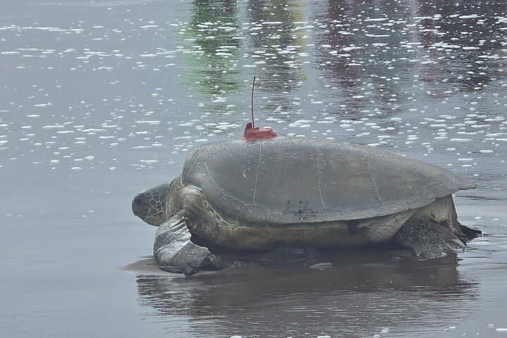 the wonderfull green sea turtle