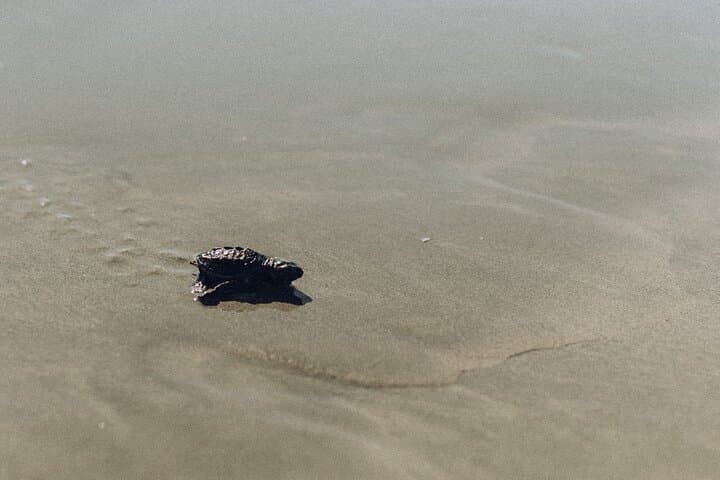 Tour of Ostional Beach Turtles