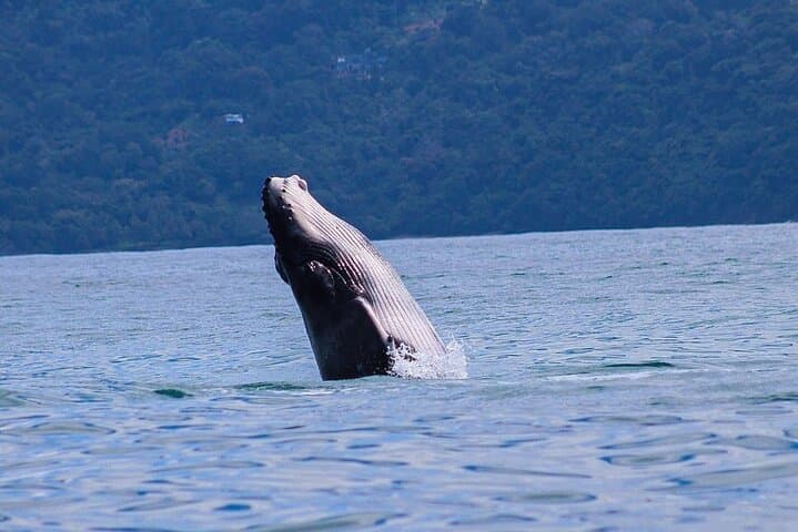Whale and Dolphin Watching in the Whale Marine Park