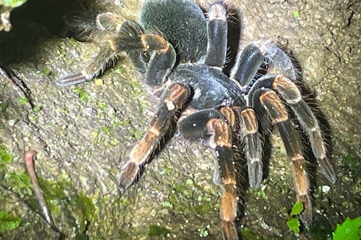 Tarantula