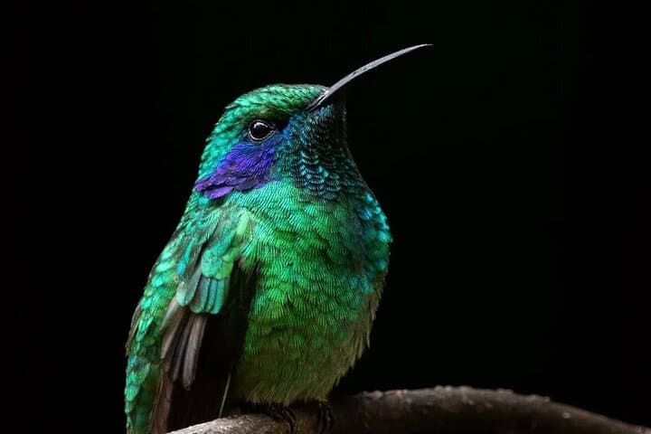 Lesser Violetear