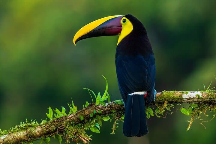 Bird watching Native