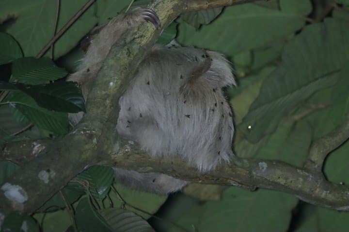 Sloth Night Tour | Family-Friendly Night Walk in La Fortuna