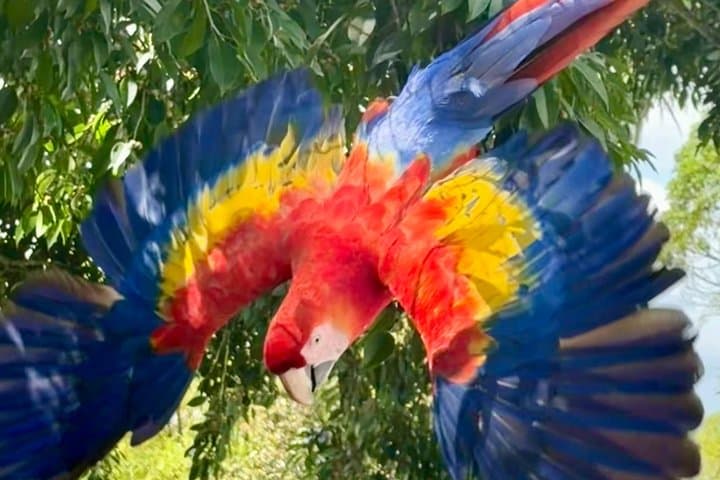 Morning Bird Watching in Essence Arenal - El Castillo