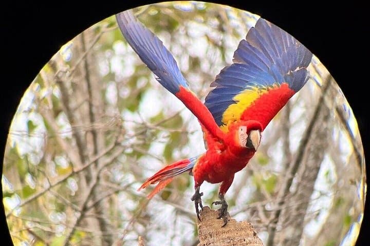 Tour National Park Carara Birds and Monkeys and More