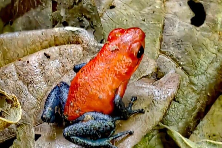 Private Wildlife Walk, Coffee Experience and Traditional Lunch