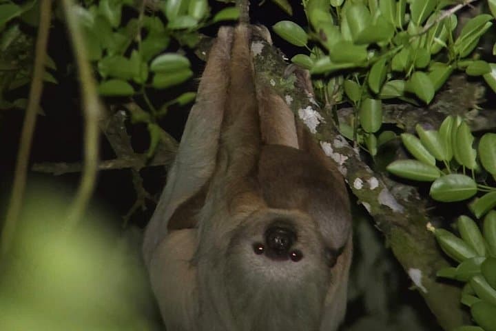 Nighttime Exploration in the Monteverde Cloud Forest