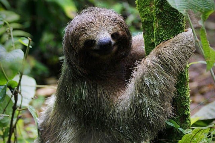 Sloth Wildlife Tour Guanacaste Waterfall Hanging Bridges Nature