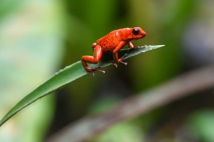 Cahuita Nature Walk