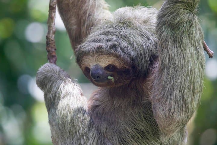 Private Sloth Encounter Waterfall And river safari Tour