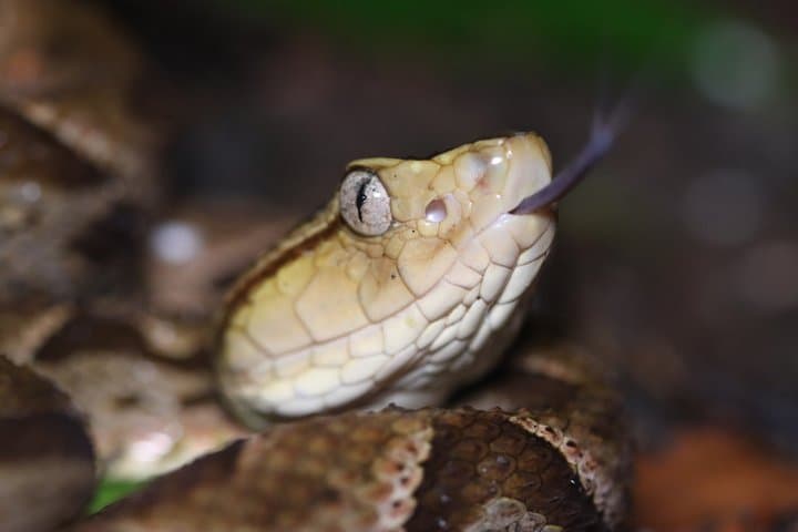 Herpetological Photography Tour Capture Costa Rica's Wildlife