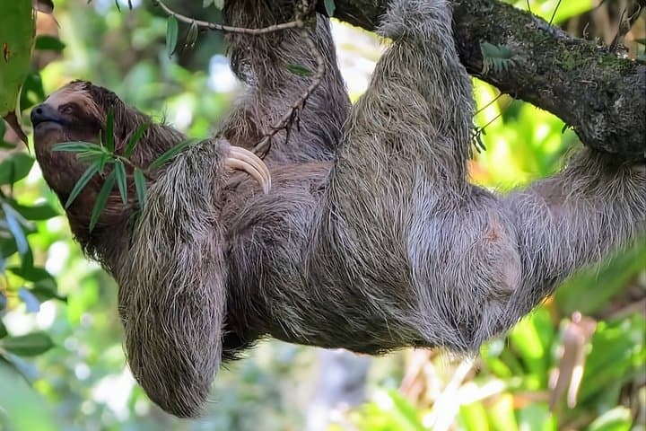 Sloth Watching Tour in La Fortuna (Small Groups + entrance)