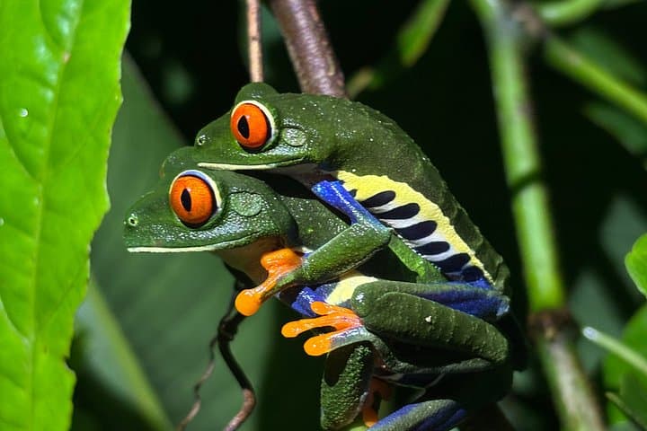 Private Bijagua Night Wildlife Walk Frogs, Snakes and Rainforest