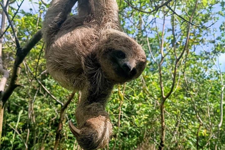 Rainforest Exploration - Night or Day Tour at Tapir Home Bijagua