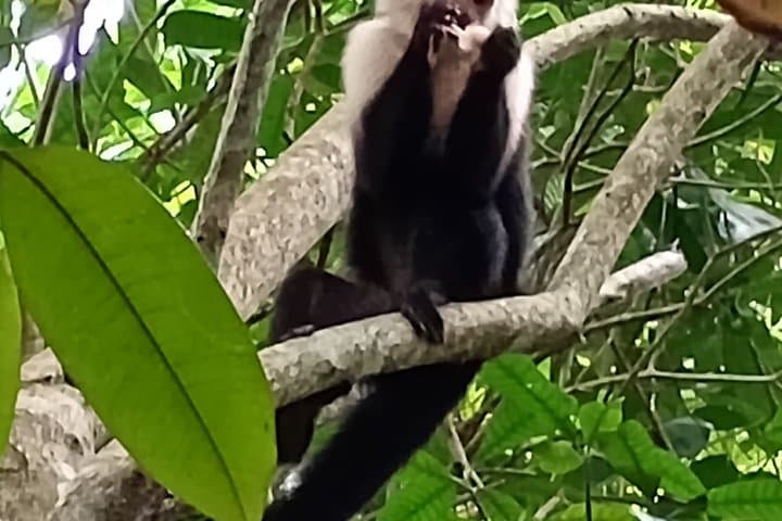 Caribbean Expedition Cahuita National Park Tortuguero Maratopia