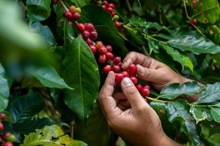 Doka Coffe Tour, Poas Volcano & La Paz Waterfalls Garden