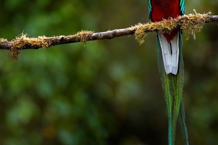 In Search of the Resplendent Quetzal